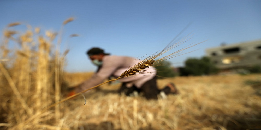 الإستثمار الزراعي.. بوابة إسرائيل للهيمنة على مقدرات السودان