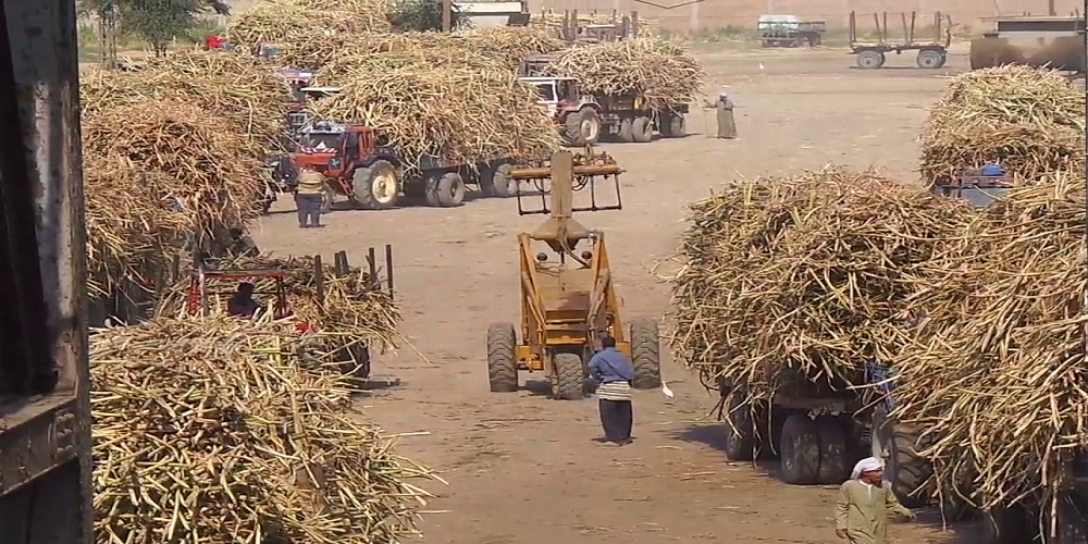 الزراعة في مصر: بين ندرة المياه وتراجع أسعار المحاصيل