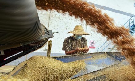 الأمن الغذائي العالمي في خطر.. وهل ستكون روسيا قادرة على إمداد الأسواق العالمية بحبوبها؟
